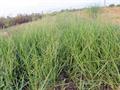 torpedograss